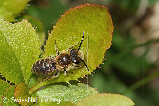 Foto: Wahrscheinlich Grobpunktierte Kleesandbiene (Andrena wilkella). Länge 11 - 12mm. Weibchen. Ansicht von oben.