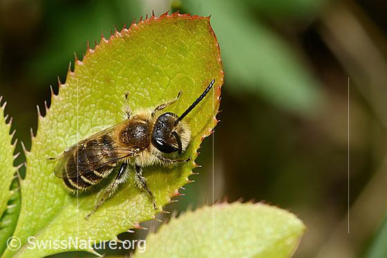 Foto: Wahrscheinlich Grobpunktierte Kleesandbiene (Andrena wilkella). Länge 11 - 12mm. Weibchen. Ansicht von schräg oben.