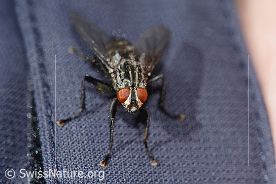 Photo: Probably Sarcophaga carnaria. Length 13mm. View from the front.