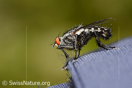 Photo: Probably Sarcophaga carnaria. Length 13mm. View from the side.