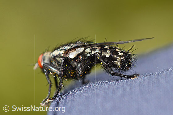 Foto: Wahrscheinlich Graue Fleischfliege (Sarcophaga carnaria). Länge 13mm. Ansicht von der Seite.