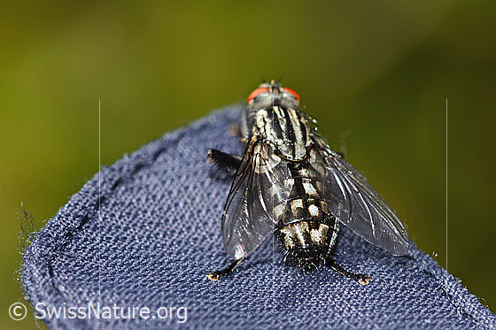 Foto: Wahrscheinlich Graue Fleischfliege (Sarcophaga carnaria). Länge 13mm. Ansicht von hinten oben.