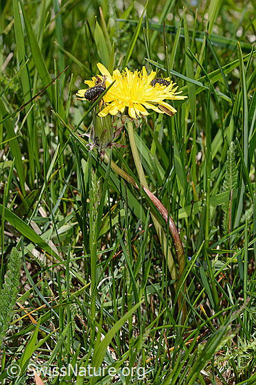 Photo: Taraxacum officinale. Whole plant (habiti). Height: 12cm.