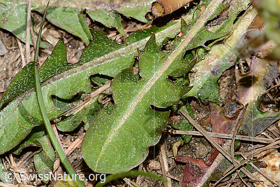 Photo: Taraxacum officinale. Leaves. Leaf top.