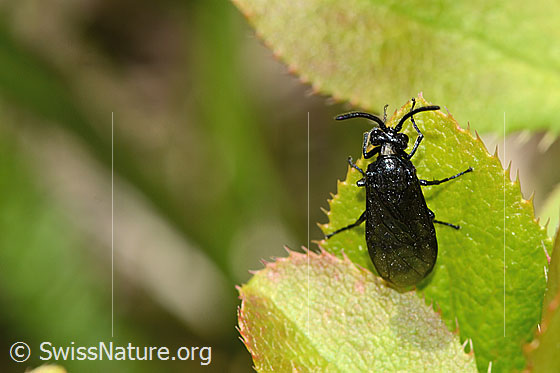 Photo: Probably Arge berberidis on Berberis vulgaris. Length 9mm. View from above.