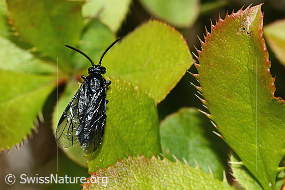 Foto: Wahrscheinlich Berberitzenblattwespe (Arge berberidis) auf Gewöhnliche Berberitze (Berberis vulgaris). Länge 9mm. Ansicht von oben.