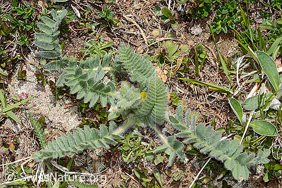 Photo: Astragalus exscapus. Whole plant (habiti).