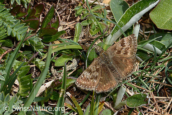 Foto: Dunkler Dickkopffalter (Erynnis tages). Flügel geöffnet. Ansicht von oben.