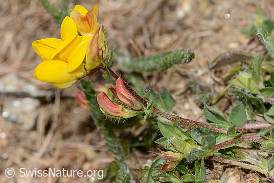 Foto: Alpen-Hornklee (Lotus alpinus). Blüten, Stängel und Blätter.