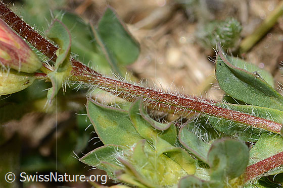 Photo: Lotus alpinus. Stem and leaf.