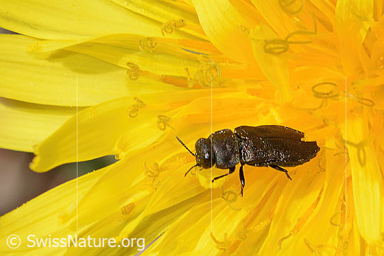 Photo: Anthaxia helvetica on Taraxacum officinale. Length 6mm. View from side front..