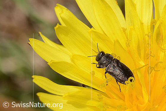 Foto: Schweizer Prachtkäfer (Anthaxia helvetica) auf Gewöhnlicher Löwenzahn (Taraxacum officinale). Länge 6mm. Ansicht von oben.