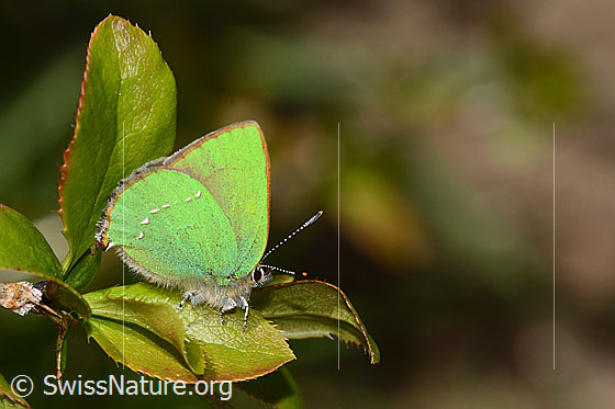 Photo: Callophrys rubi on Berberis vulgaris. Wings closed. View from the side.