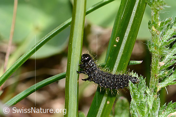 Photo: Probably larva of Galeruca tanaceti. View from the side.