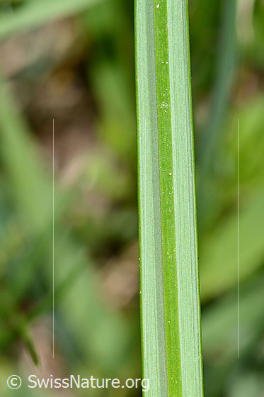Foto: Frühlings-Krokus (Crocus albiflorus). Blattunterseite.