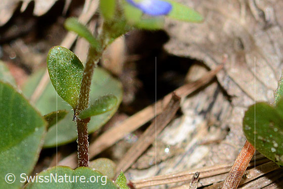 Photo: Probably Veronica arvensis. Stem and leaves.