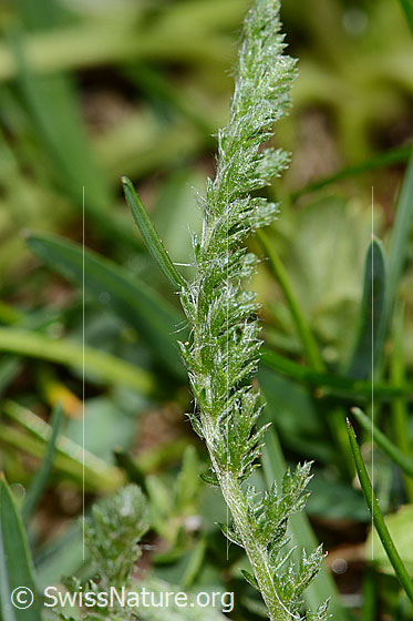 Foto: Gemeine Schafgarbe (Achillea millefolium). Blatt. Ansicht von der Seite.