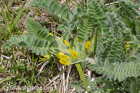 Photo: Astragalus exscapus. Whole plant (habiti).