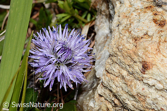 Foto: Herzblättrige Kugelblume (Globularia cordifolia). Blüte.
