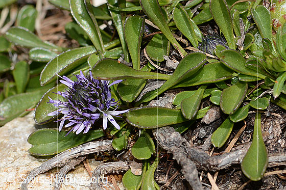 Foto: Herzblättrige Kugelblume (Globularia cordifolia). Blüte und Blätter.