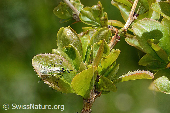 Foto: Grüne Blattwespe ( Rhogogaster viridis) auf Gewöhnliche Berberitze (Berberis vulgaris). Länge 10 - 13mm. Ansicht von oben.