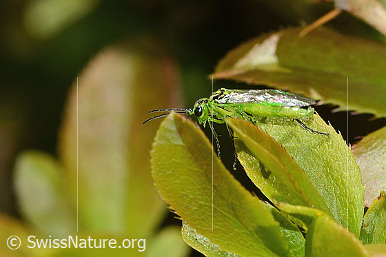 Photo: Rhogogaster viridis on Berberis vulgaris. Length 10 - 13mm. View from the side.