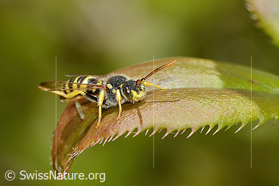 Foto: Feld-Wespenbiene (Nomada goodeniana). Länge 9mm. Wird auch Schmalband-Wespenbiene genannt. Ansicht von seitlich vorne.