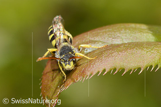 Photo: Nomada goodeniana. Length 9mm. View from the front.