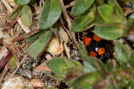 Foto: Kleinkreuz-Prunkläufer (Lebia cruxminor). Länge 5.3 -7.2mm. Ansicht von oben.
