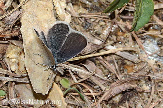 Foto: Zwerg-Bläuling (Cupido minimus). Flügel halb geöffnet. Ansicht von schräg oben.