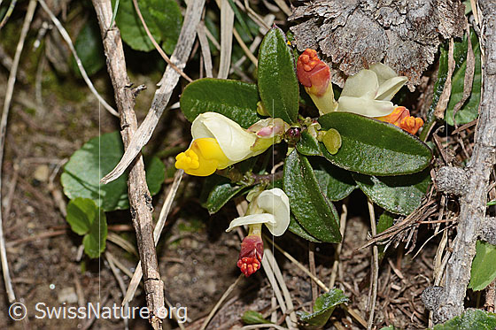 Foto: Buchsblättrige Kreuzblume (Polygala chamaebuxus). Ganze Pflanze (Habitus).