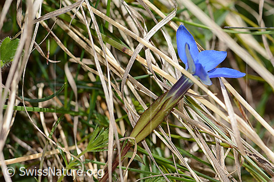Foto: Frühlings-Enzian (Gentiana verna). Stängel, Kelch und Blüte. Ansicht von der Seite. Höhe: 8cm.