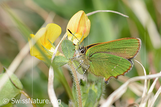 Photo: Callophrys rubi on Lotus alpinus. Wings closed. View from side front.