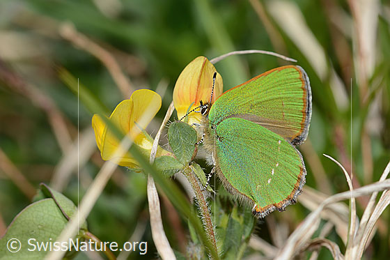Photo: Callophrys rubi on Lotus alpinus. Wings closed. View from the side.