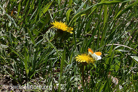 Photo: Anthocharis cardamines on Taraxacum officinale. Male.