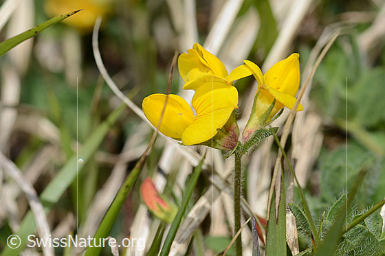 Foto: Alpen-Hornklee (Lotus alpinus). Blüten. Ansicht von seitlich oben.