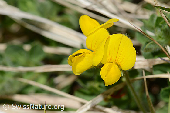 Foto: Alpen-Hornklee (Lotus alpinus). Blüten. Ansicht von vorne.