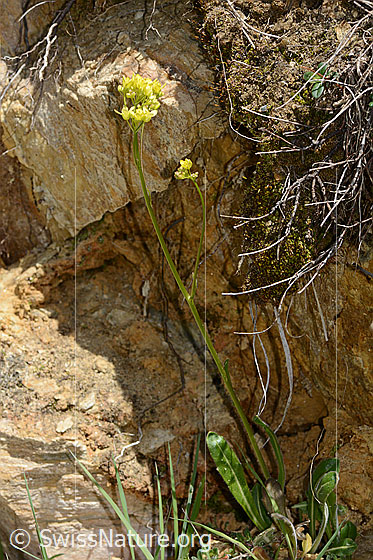 Foto: Gemeines Brillenschötchen (Biscutella laevigata). Ganze Pflanze (Habitus). Höhe: 29cm.