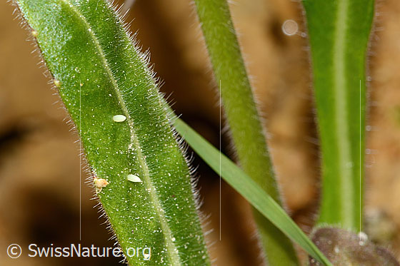 Photo: Probably eggs of Pieris bryoniae on a leaf of Biscutella laevigata..