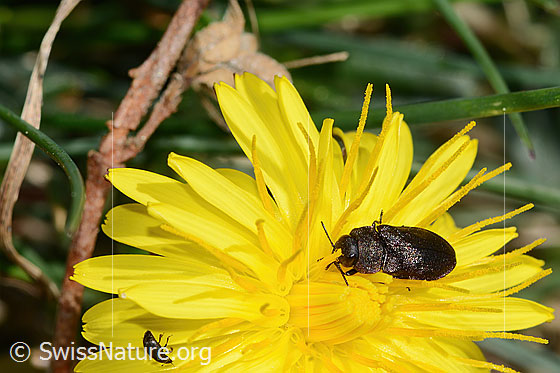 Foto: Schweizer Prachtkäfer (Anthaxia helvetica) auf Gewöhnlichem Löwenzahn (Taraxacum officinale). Ansicht von seitlich vorne.