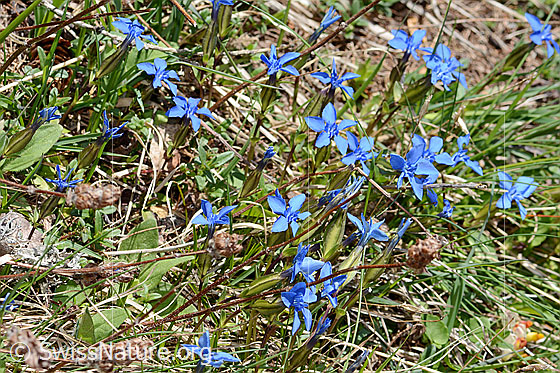 Photo: Gentiana verna. Several specimens. Height = 8cm.