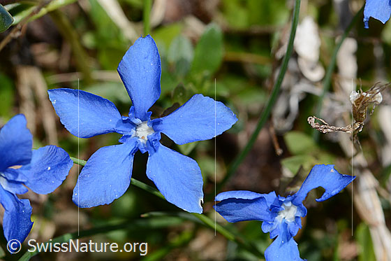 Photo: Gentiana verna. Blossom. View from above.