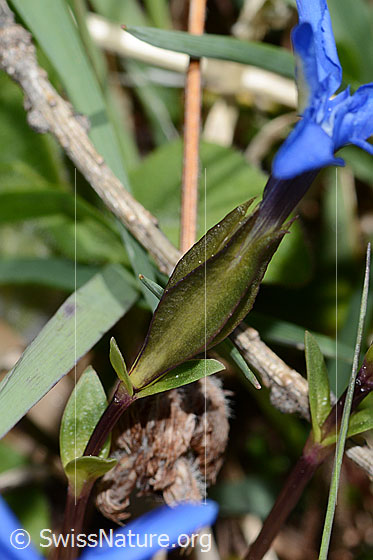 Photo: Gentiana verna. Calyx.