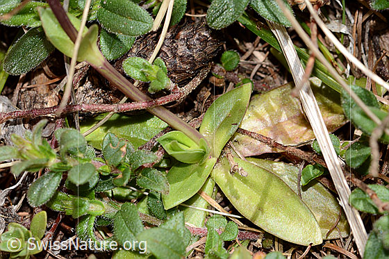 Photo: Gentiana verna. Basic leaves and stem.