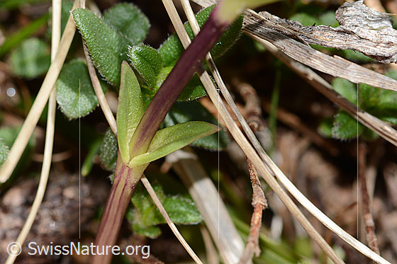 Photo: Gentiana verna. Stem and stem leaves.