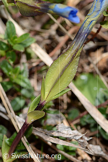 Photo: Gentiana verna. Stängeö, stem leaves and calyx.