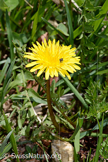 Foto: Gewöhnlicher Löwenzahn (Taraxacum officinale). Ganze Pflanze (Habitius). Höhe: 8cm.