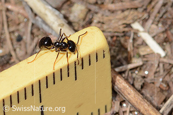 Photo: Lasius fuliginosus. Length 5mm. View from the side above.