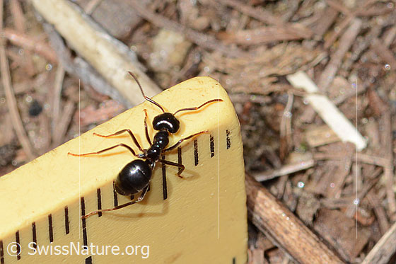 Foto: Glänzendschwarze Holzameise (Lasius fuliginosus). Länge 5mm. Ansicht von oben.