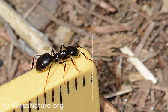 Photo: Lasius fuliginosus. Length 5mm. View from behind top.